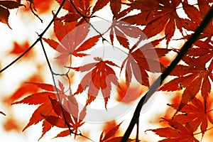 Red japanese maple leaves in autumn