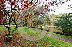 Red Japanese maple leaves in the Dandenong Ranges