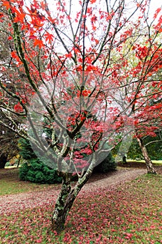 Red Japanese maple leaves in the Dandenong Ranges photo
