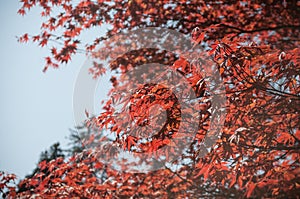 Red japanese maple leaves in a japanese garden