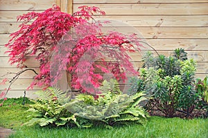 Red japanese maple tree