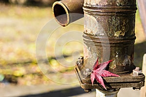 A red Japanese maple tree leaf at an old well hand water pump in Japan in Autumn or fall.