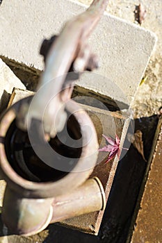 A red Japanese maple tree leaf at an old well hand water pump in Japan in Autumn or fall.