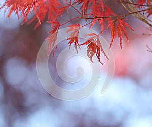 Red Japanese Maple tree leaves.