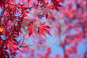 Red japanese maple tree leaves against a blue sky