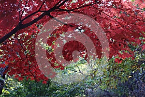 red japanese maple tree leaves in the fall