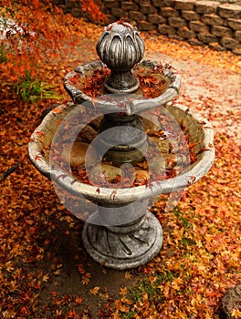 Red Japanese Maple tree leaves falling on an outdoor water fountain.