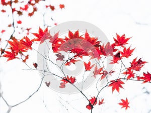 Red Japanese maple tree leaves illuminated by sunlight on white background