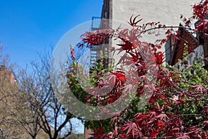 Red Japanese Maple Tree Leaves during Spring in Astoria Queens New York