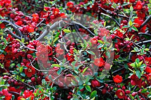 Red Japanese Quince - Chaenomeles speciosa photo