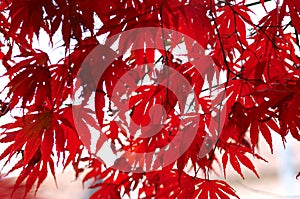 Red japanesemaple