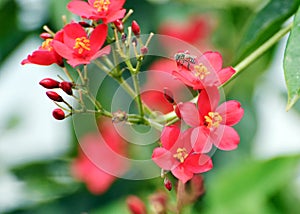 Red Jatropha flowers Jatropha integerrima with a dwarf honeybee sitting Apis florea