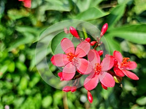 Red Jatropha Integrrima Jacq flower