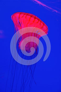 Red jellyfish