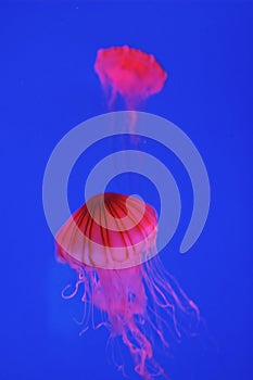 Red jellyfish
