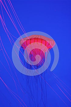 Red jellyfish