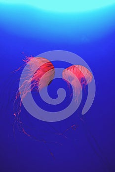Red jellyfish