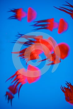 Red Jellyfish in aquarium