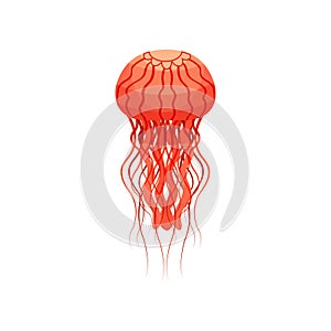 Red jellyfish, beautiful sea creature vector Illustration on a white background