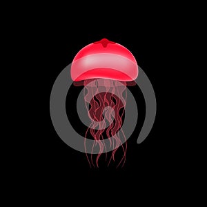 Red jellyfish on a black background. Vector