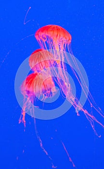Red jellyfish in Seoul Coex Oceanarium