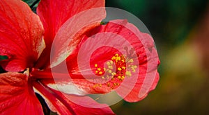 Red joba flower close shot