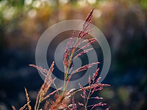 Red johnson grass in fall