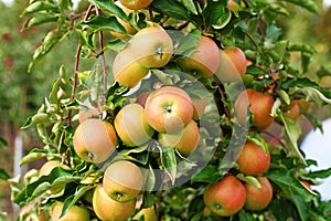 Red jonagold apples on apple tree branch.