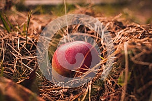 Red juicy apple lies in the dry grass in autumn under a tree. Collecting apples. Autumn background. Healthy eating Harvest concept