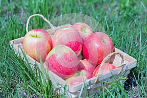 Red juicy apples in a basket on the grass,fresh harvest
