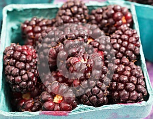 Red Juicy Boysenberries