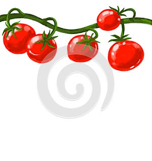Red juicy fresh tomatoes vine hand painting illustration