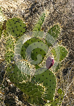 Red juicy fruit with seeds on the Opuntia cactus of the mountains on Catalina Island in the Pacific, California