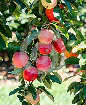 Red, juicy gala apples