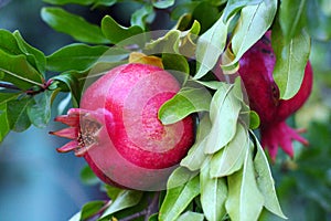 red juicy pomegranates on light background.