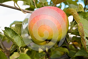 Red juicy ripe apple on a branch among green foliage. Harvesting apples