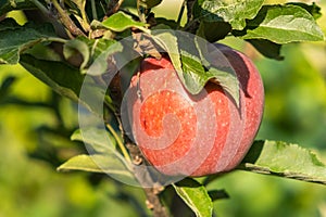 Red juicy ripe apples ripen on a tree in an apple orchard. Good harvest in autumn