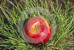 Red juicy solid apple fruit lying under sunlight on green grass. Concept of natural nutrition organic healthy food diet,