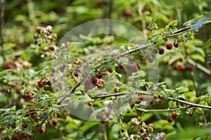 Red and juicy wild raspberries on a lush green bush