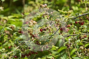 Red and juicy wild raspberries on a lush green bush