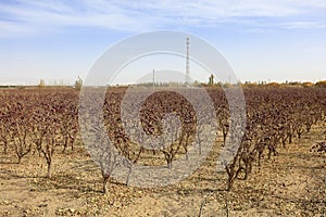 Red jujube field, adobe rgb