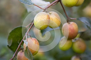 Red jujube fruits or apple kul boroi on the branches of an apple tree in the garden