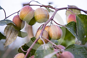 Red jujube fruits or apple kul boroi on the branches of an apple tree in the garden