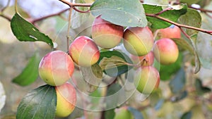 Red jujube fruits or apple kul boroi on a tree branch in the garden