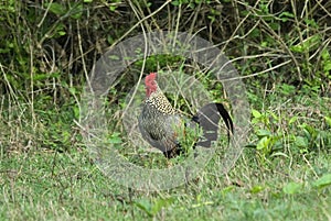 Red Jungle-fowl