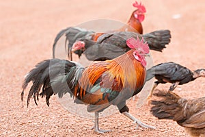 Red jungle fowl