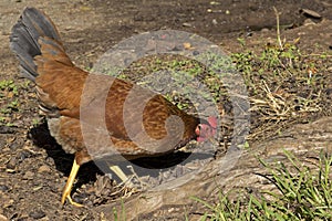 Red Junglefowl