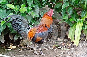 Red Junglefowl