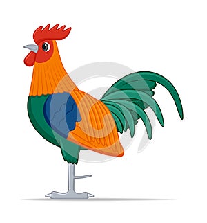 Red junglefowl bird on a white background