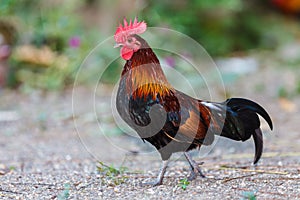 Red junglefowl (Gallus gallus)